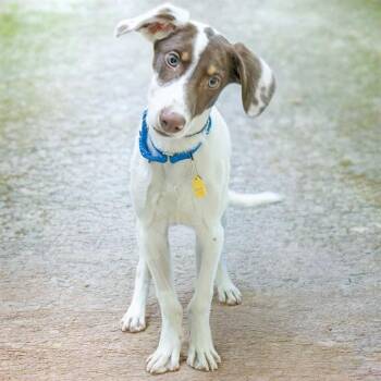 WALNUT -  Labrador Retriever and Mixed Breed Dog for Adoption in St. Louis, Missouri - WALNUT | PetCurious