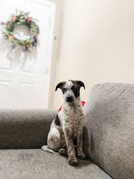 Australian Cattle Dog Blue Heeler Dogs Available for Adoption in Goodyear, Arizona - STRIPE | PetCurious