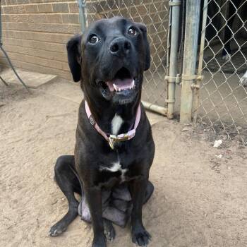 Daisy(Mama) -  Black Labrador Retriever and Mountain Cur Dog for Adoption in Enterprise, Alabama - Daisy(Mama) | PetCurious
