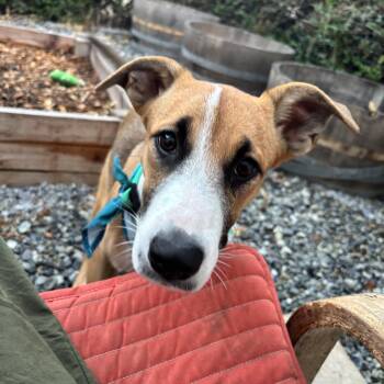Violet -  Whippet and Greyhound Dog for Adoption in Marina Del Rey, California - Violet | PetCurious