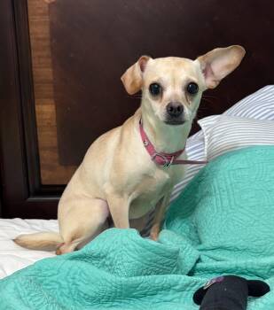 Rescue Chihuahua Dogs for Adoption in Lexington, Kentucky - Frida | PetCurious