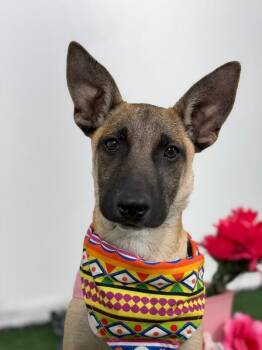 Robin-One of our Amazing Rescue Dogs -  German Shepherd Dog and Mixed Breed Dog for Adoption in Carlsbad, California - Robin-One Of Our Amazing Rescue Dogs | PetCurious