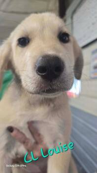 Great Pyrenees Dogs Available for Adoption in Warrenton, Missouri - CL  Louise | PetCurious