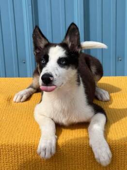 Storm -  Siberian Husky and Shepherd Dog for Adoption in Visalia, California - Storm | PetCurious