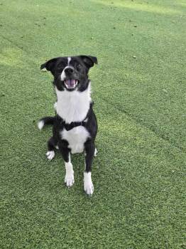 Dom -  Terrier Dog for Adoption in Lakeland, Florida - Dom | PetCurious