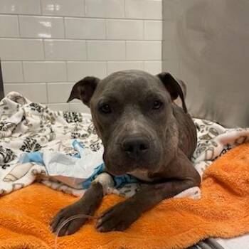 Whisper -  Mixed Breed Dog for Adoption in West Chester, Pennsylvania - Whisper | PetCurious