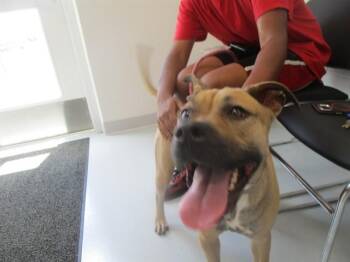 PIPIT -  Black Mouth Cur Dog for Adoption in Ocala, Florida - PIPIT | PetCurious