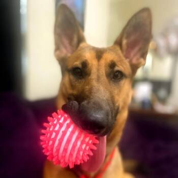 Vanya 5603 -  Belgian Shepherd Malinois and Mixed Breed Dog for Adoption in Loxahatchee Groves, Florida - Vanya 5603 | PetCurious