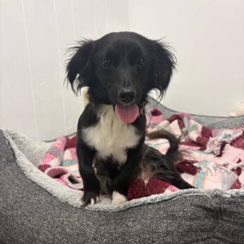Mila -  Chihuahua and Mixed Breed Dog for Adoption in Goleta, California - Mila | PetCurious