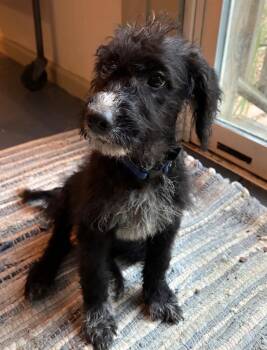 Inky -  Black Labrador Retriever and Cattle Dog Dog for Adoption in Churchville, New York - Inky | PetCurious