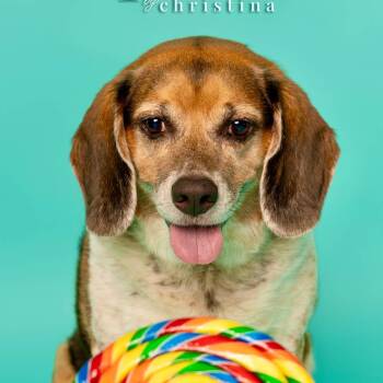 Mr. Buffy -  Beagle Dog for Adoption in St. Peters, Missouri - Mr. Buffy | PetCurious