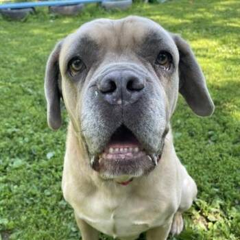 Grimm -  Mastiff Dog for Adoption in Honesdale, Pennsylvania - Grimm | PetCurious