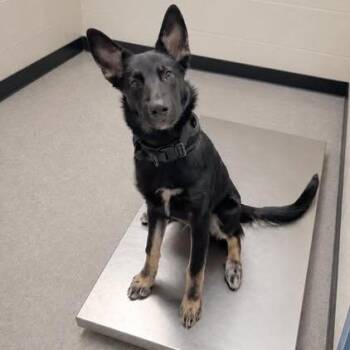 Iggy 26-08-053 -  Shepherd Dog for Adoption in Bastrop, Texas - Iggy 26-08-053 | PetCurious