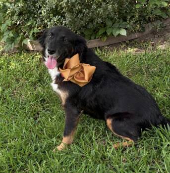 Allie Pearl -  Australian Shepherd Dog for Adoption in Dalworthington Gardens, Texas - Allie Pearl | PetCurious