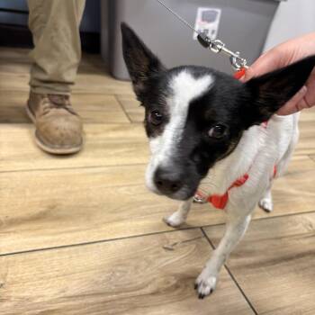 AHNJ-Stray-121124 -  Chihuahua and Mixed Breed Dog for Adoption in Newark, New Jersey - AHNJ-Stray-121124 | PetCurious
