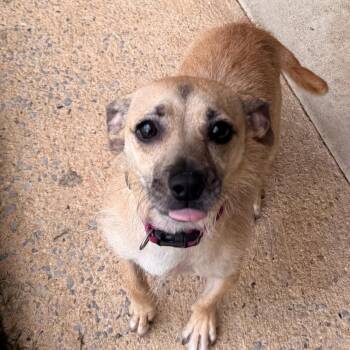 Jazzy -  Terrier Dog for Adoption in Birmingham, Alabama - Jazzy | PetCurious