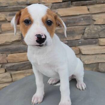 Dolly -  Mixed Breed Dog for Adoption in Olathe, Kansas - Dolly | PetCurious