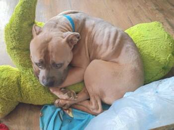 Jake -  American Staffordshire Terrier Dog for Adoption in Crocker, Missouri - Jake | PetCurious