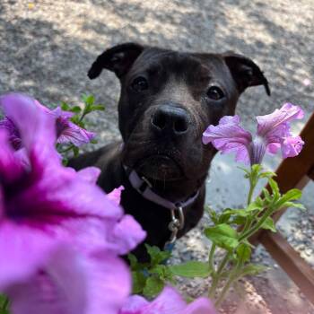 Magnolia -  Mixed Breed Dog for Adoption in Fairport, New York - Magnolia | PetCurious