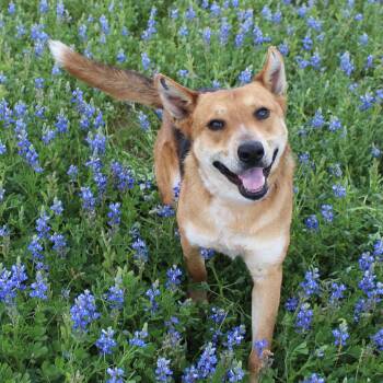Reagan -  Shepherd and Mixed Breed Dog for Adoption in Klein, Texas - Reagan | PetCurious