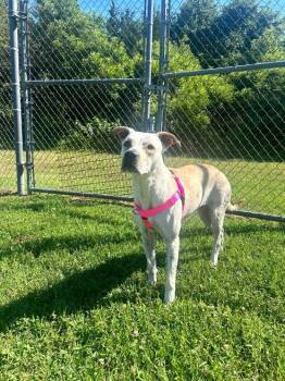 Rescue Pointer Dogs for Adoption in Middle Township, New Jersey - Amber | PetCurious