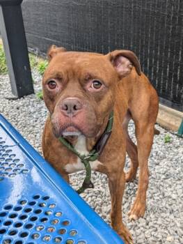 Rescue Mixed Breed Dogs for Adoption in West Chester, Pennsylvania - Cowboy | PetCurious