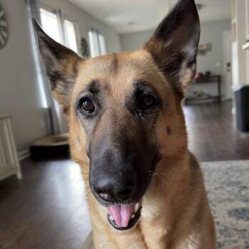 Khloe -  German Shepherd Dog Dog for Adoption in Columbia, South Carolina - Khloe | PetCurious