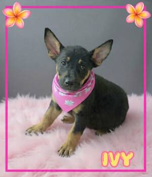 Ivy -  German Shepherd Dog and Australian Kelpie Dog for Adoption in Grove, Oklahoma - Ivy | PetCurious