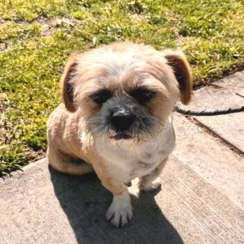 Torro - Chino Hills Location -  Terrier and Mixed Breed Dog for Adoption in Chino Hills, California - Torro - Chino Hills Location | PetCurious