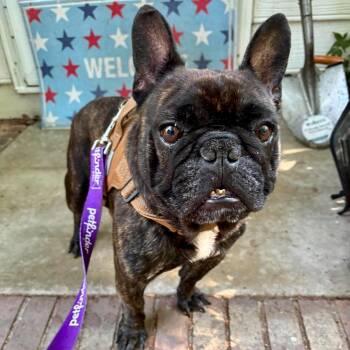 Steven -  French Bulldog Dog for Adoption in Hillsborough, North Carolina - Steven | PetCurious