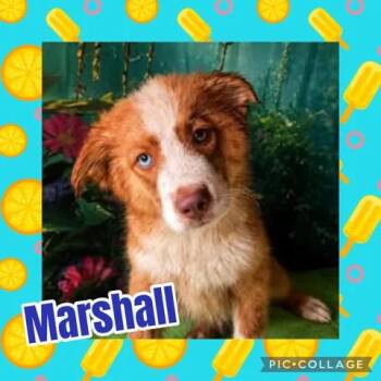 Marshall -  Australian Shepherd Dog for Adoption in Ringwood, New Jersey - Marshall | PetCurious