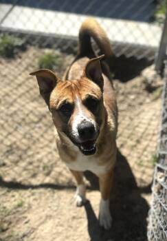 Riley -  Boxer and Shepherd Dog for Adoption in Ventura, California - Riley | PetCurious