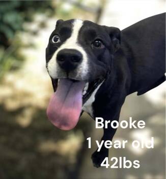 Rescue Labrador Retriever and Terrier Dogs for Adoption in Ocean Township, New Jersey - Brooke - Beautiful Babe! | PetCurious