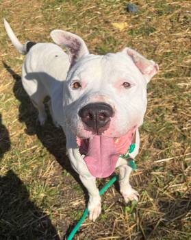 Stewart -  Dogo Argentino Dog for Adoption in Chicago, Illinois - Stewart | PetCurious