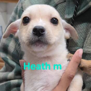 Chihuahua Dogs Available for Adoption - Simon | PetCurious