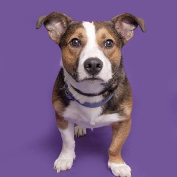 Mixed Breed Dogs Available for Adoption in Franklin, Tennessee - Martin | PetCurious