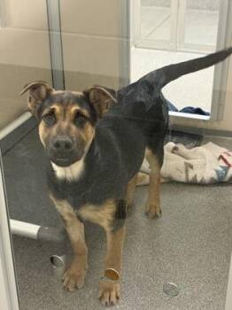 Shaggy -  Shepherd and Mixed Breed Dog for Adoption in Bellevue, Washington - Shaggy | PetCurious