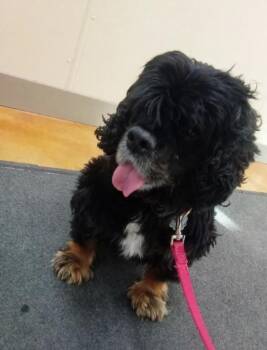 Paisley -  Cocker Spaniel Dog for Adoption in Austin, Minnesota - Paisley | PetCurious