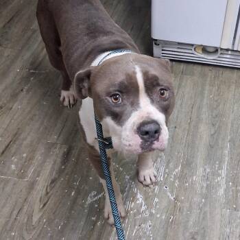 Hank -  Mixed Breed Dog for Adoption in Summerville, South Carolina - Hank | PetCurious
