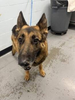 Yago -  German Shepherd Dog Dog for Adoption in Sacramento, California - Yago | PetCurious