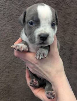 Mixed Breed Dogs Available for Adoption in Barron, Wisconsin - Yoshi | PetCurious