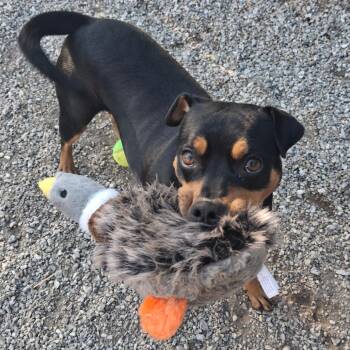 Selena / Little Gypsy -  Mixed Breed Dog for Adoption in Greenville, South Carolina - Selena / Little Gypsy | PetCurious