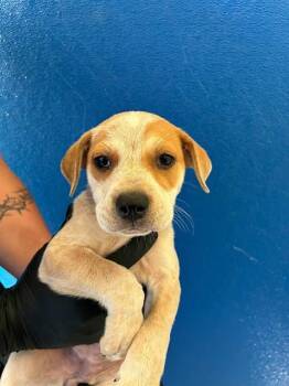 A256519 -  Australian Cattle Dog Blue Heeler and Mixed Breed Dog for Adoption in Visalia, California - A256519 | PetCurious