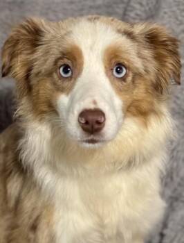 Peaches -  Australian Shepherd Dog for Adoption in Wolcott, Connecticut - Peaches | PetCurious