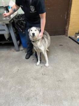 Rescue Siberian Husky and Mixed Breed Dogs for Adoption in Stockton, California - LILITH | PetCurious