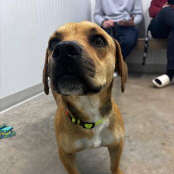 Dachshund and Mixed Breed Dogs Available for Adoption - Daisy | PetCurious