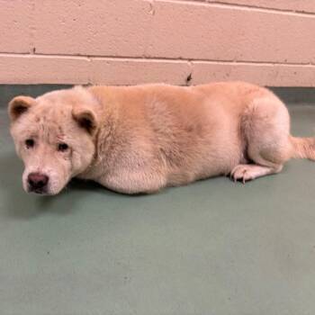 Mark -  Mixed Breed Dog for Adoption in Memphis, Tennessee - Mark | PetCurious