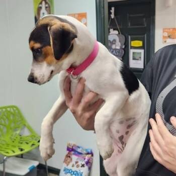 Rescue Beagle Dogs for Adoption in Erie, Pennsylvania - Zoye | PetCurious