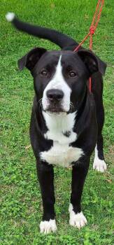 Ferdinand -  Labrador Retriever and Pointer Dog for Adoption in San Antonio, Texas - Ferdinand | PetCurious