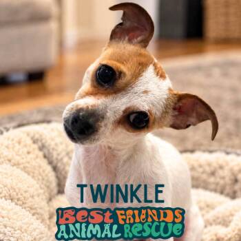 Twinkle -  Chihuahua Dog for Adoption in Wasilla, Alaska - Twinkle | PetCurious